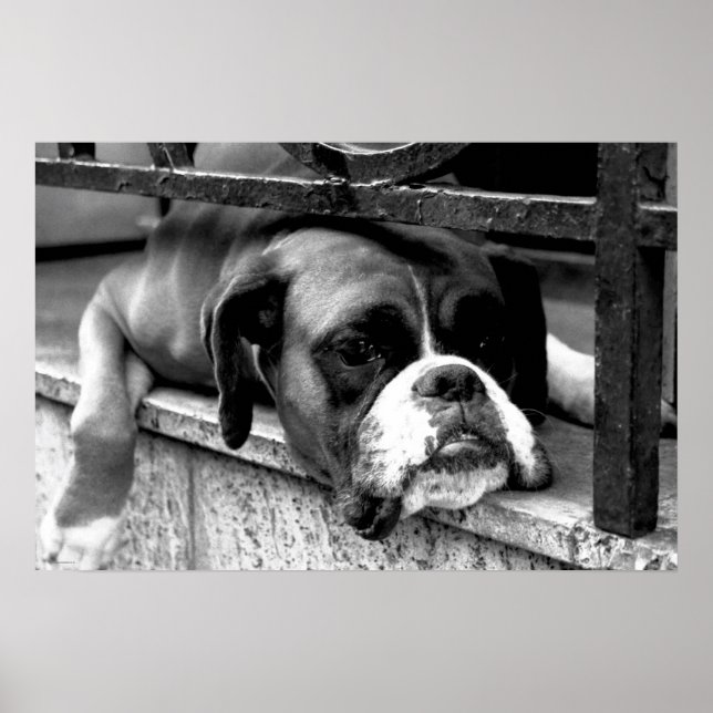 Boxer Dog On Windowsill wapa Poster (Front)