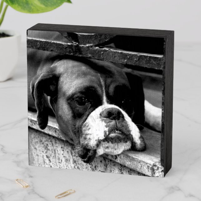 Boxer Dog On Windowsill wbs6x6cna Wooden Box Sign (In Situ Horizontal)
