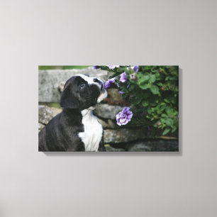 Boxer Dog Panting Canvas Print