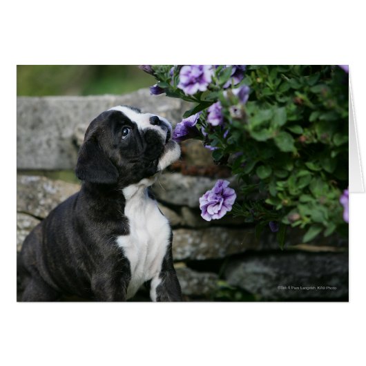 Boxer Dog Panting Cards (Front Horizontal)