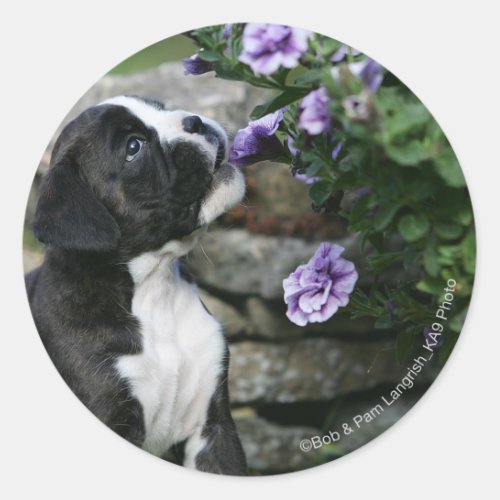 Boxer Dog Panting Classic Round Sticker