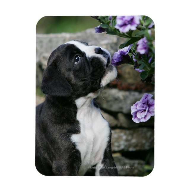 Boxer Dog Panting Magnet (Vertical)