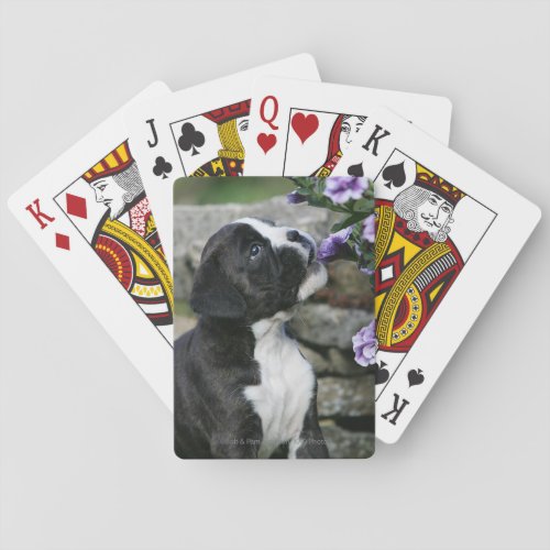 Boxer Dog Panting Poker Cards