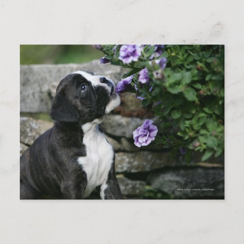 Boxer Dog Panting Postcard