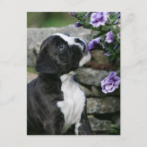 Boxer Dog Panting Postcard