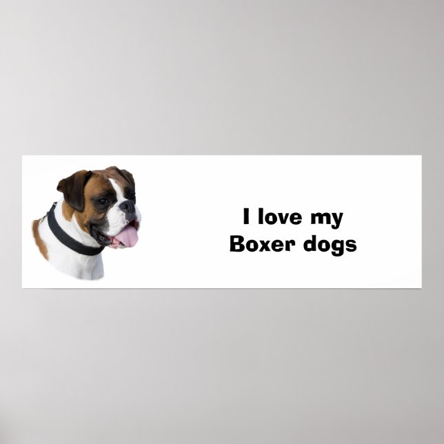 Boxer dog portrait photo poster (Front)