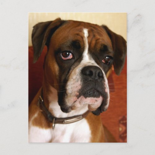 Boxer Dog Postcard