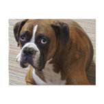 Boxer Dog Postcard