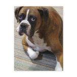 Boxer Dog Postcard