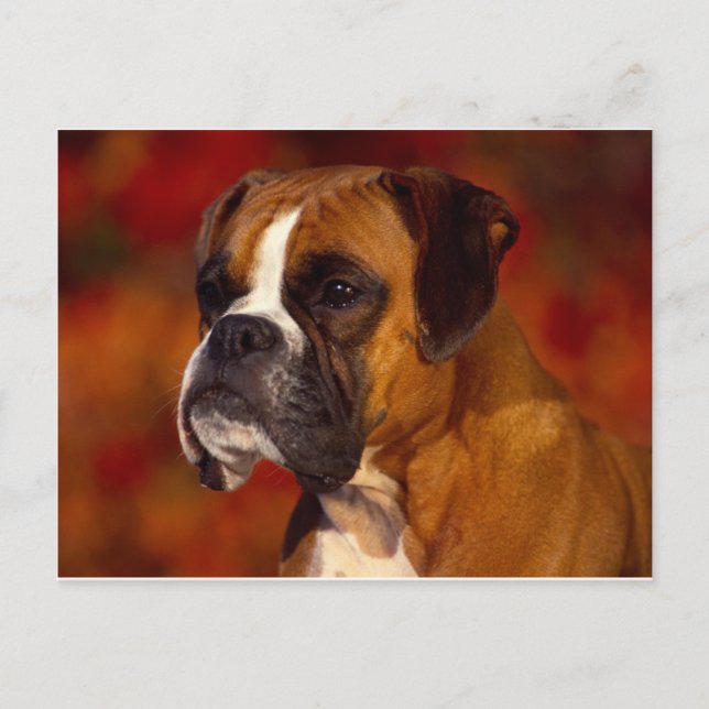 Boxer dog postcard (Front)