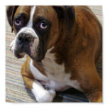 Boxer Dog Poster Print