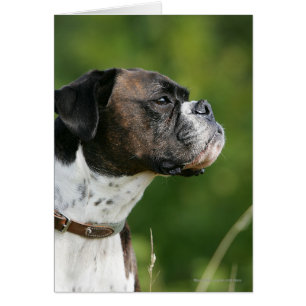 Boxer Dog Profile