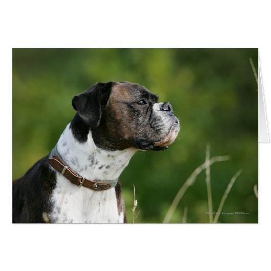 Boxer Dog Profile (Front Horizontal)