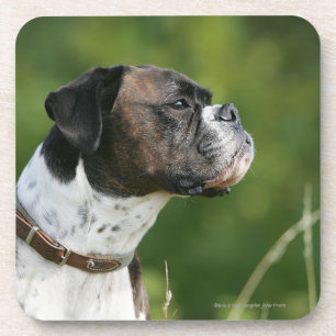 Boxer Dog Profile Beverage Coaster
