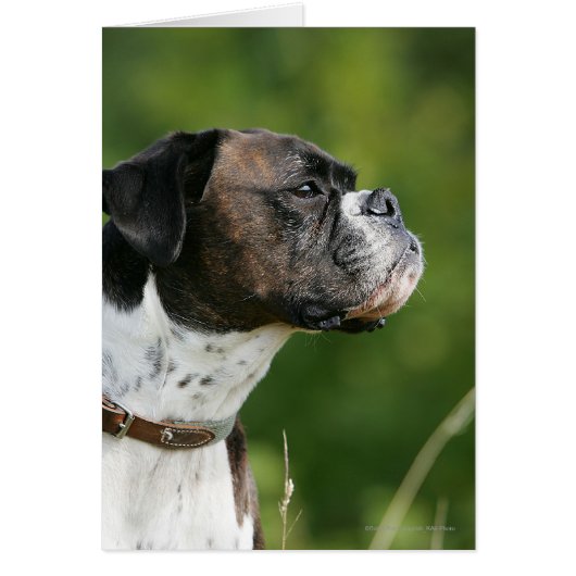 Boxer Dog Profile Cards (Front)