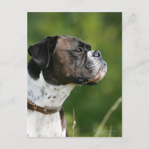 Boxer Dog Profile Postcard