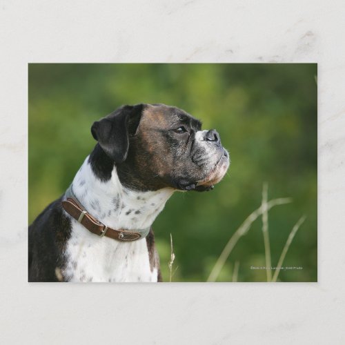 Boxer Dog Profile Postcard