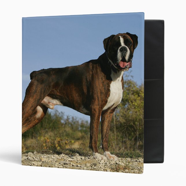 Boxer Dog Show Stance 3 Ring Binder (Front/Inside)