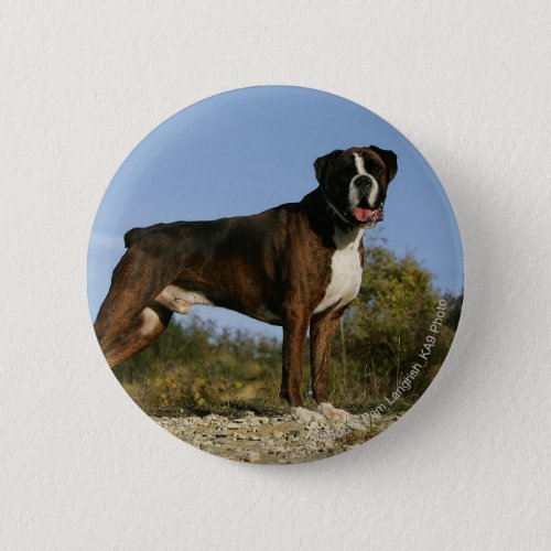Boxer Dog Show Stance Button