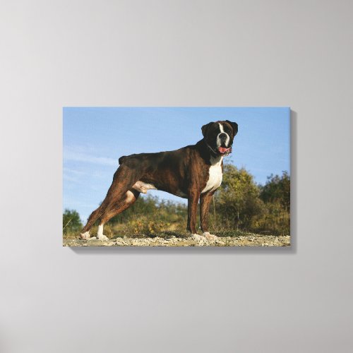 Boxer Dog Show Stance Canvas Print