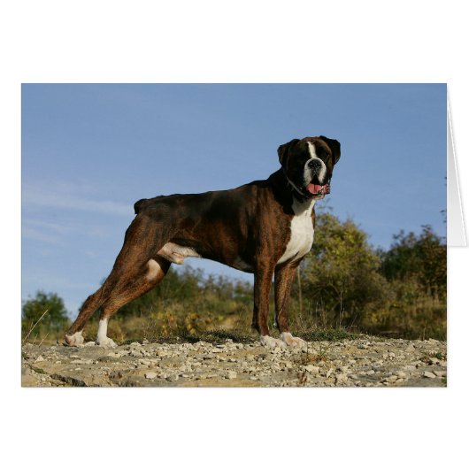 Boxer Dog Show Stance Cards (Front Horizontal)