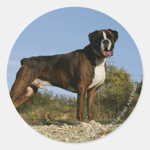 Boxer Dog Show Stance Classic Round Sticker
