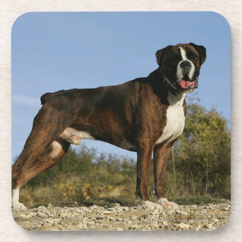 Boxer Dog Show Stance Coaster
