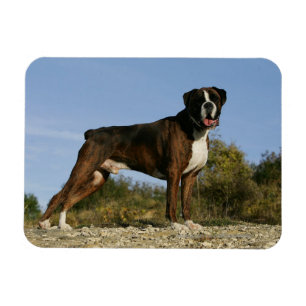 Boxer Dog Show Stance Magnet