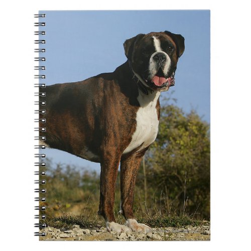 Boxer Dog Show Stance Notebook
