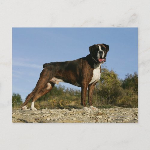 Boxer Dog Show Stance Postcard