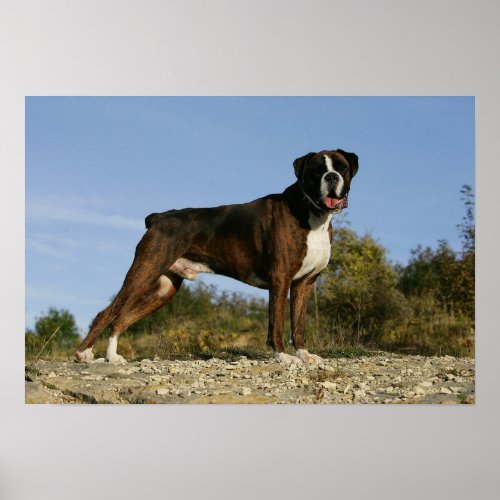 Boxer Dog Show Stance Poster