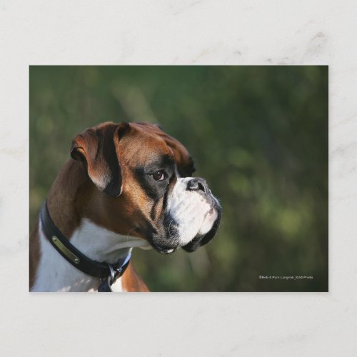 Boxer Dog Side Profile Postcard