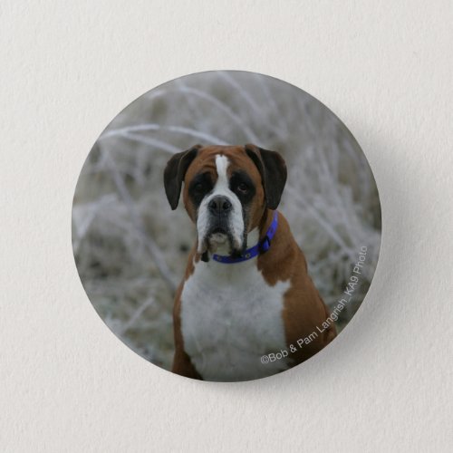 Boxer Dog Sitting in the Frost Button