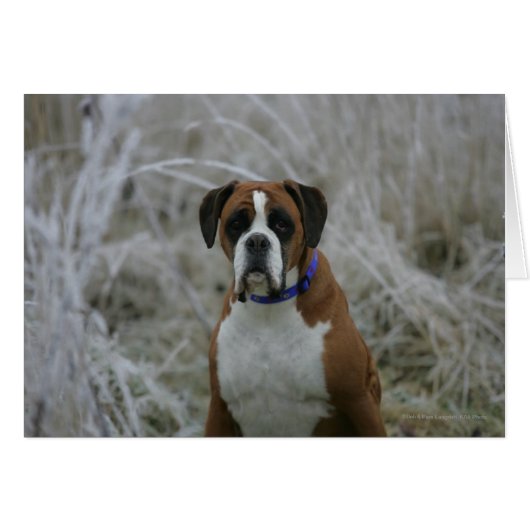 Boxer Dog Sitting in the Frost Cards (Front Horizontal)