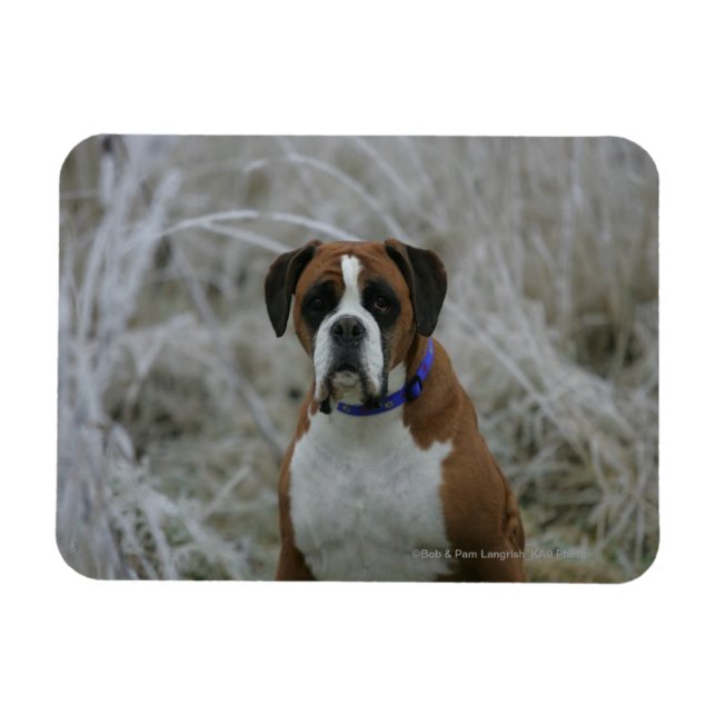 Boxer Dog Sitting in the Frost Magnet (Horizontal)