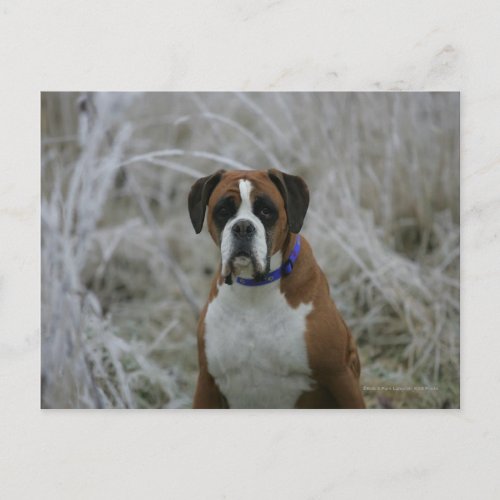 Boxer Dog Sitting in the Frost Postcard