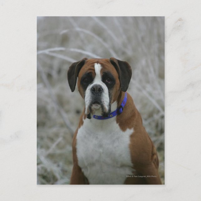 Boxer Dog Sitting in the Frost Postcard (Front)
