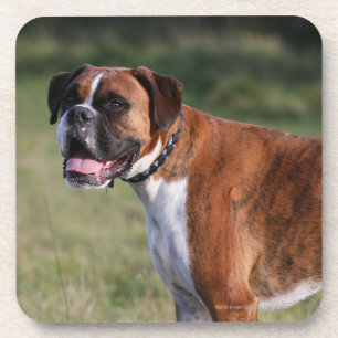 Boxer Dog Standing Beverage Coaster