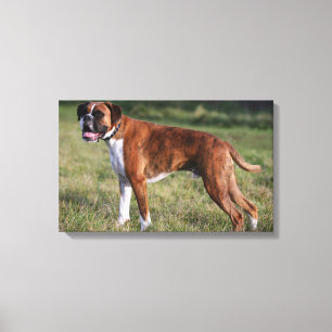 Boxer Dog Standing Canvas Print