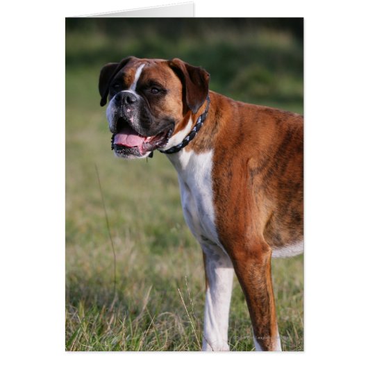 Boxer Dog Standing Cards (Front)