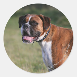 Boxer Dog Standing Classic Round Sticker