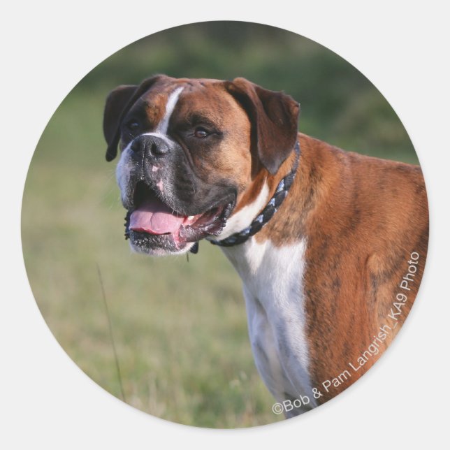 Boxer Dog Standing Classic Round Sticker (Front)