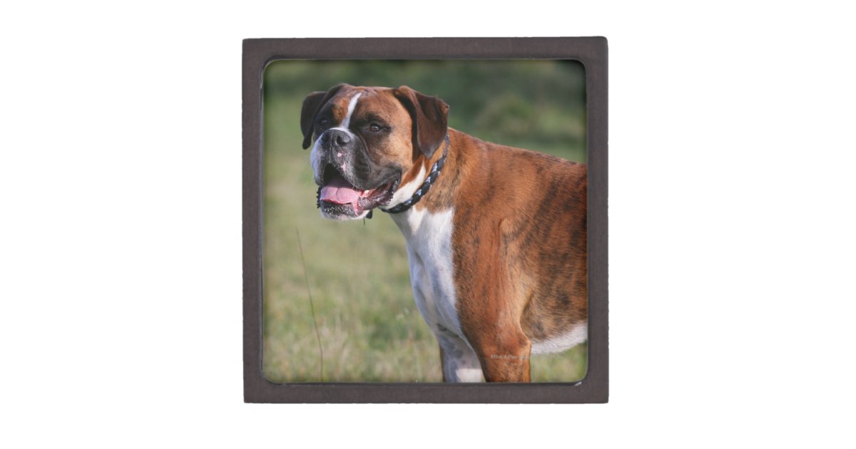 Boxer Dog Standing Gift Box Zazzle