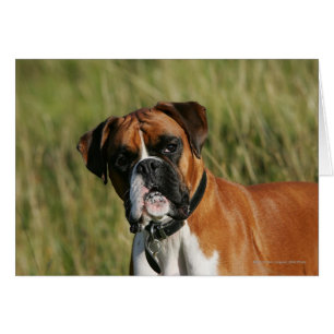 Boxer Dog Staring at Camera