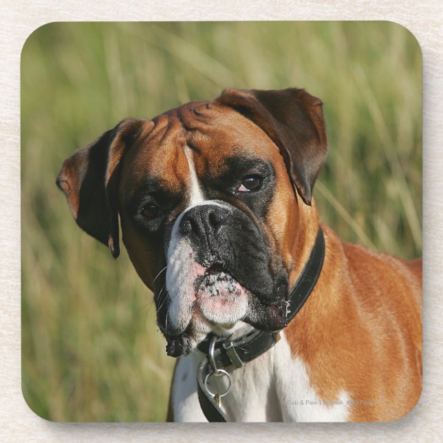 Boxer Dog Staring at Camera Beverage Coaster (Front)