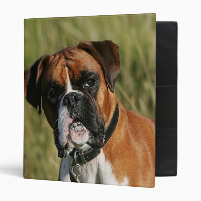 Boxer Dog Staring at Camera Binder (Front/Inside)