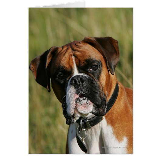 Boxer Dog Staring at Camera Cards (Front)