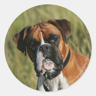 Boxer Dog Staring at Camera Classic Round Sticker