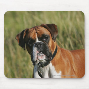 Boxer Dog Staring at Camera Mouse Pad