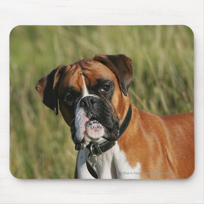Boxer Dog Staring at Camera Mouse Pad